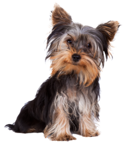 Yorkie-Web